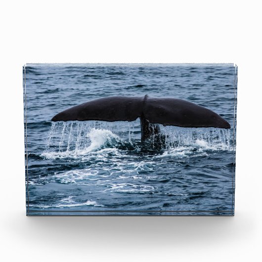 Sperm Whale Fotoblock (Vorderseite)
