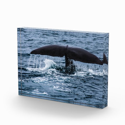 Sperm Whale Fotoblock (Rechts)