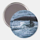 Sperm Whale Magnet (Vorderseite/Rückseite)