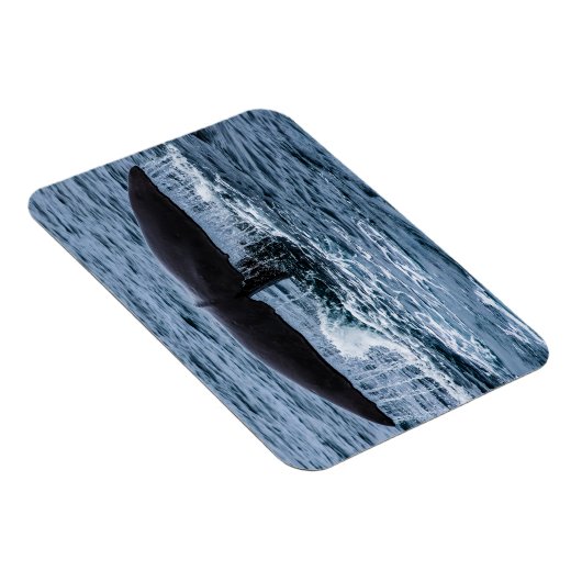 Sperm Whale Magnet (Rechte Seite)