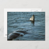Sperm Whale Postkarte (Vorne/Hinten)
