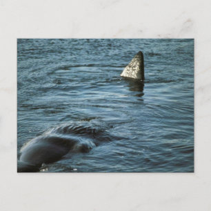 Sperm Whale Postkarte