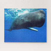 Sperm Whale