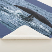 Sperm Whale Sherpadecke (3/4)