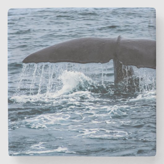 Sperm Whale Steinuntersetzer (Vorderseite)