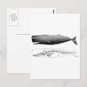 Sperma-Wal-1 Postkarte (Vorne/Hinten)