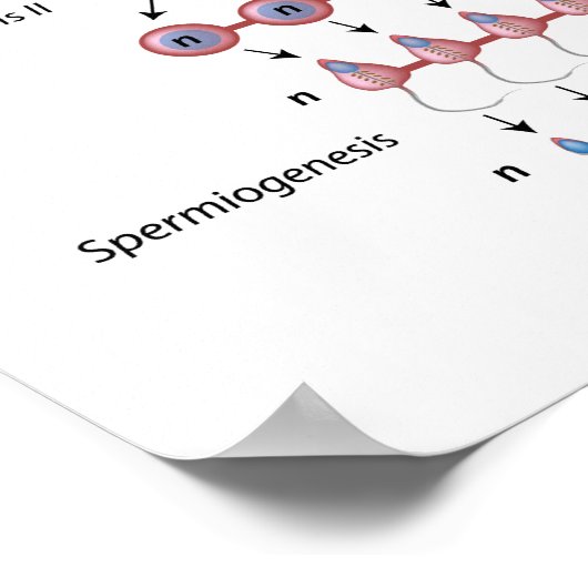 Spermatogenese Poster (Ecke)