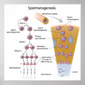 Spermatogenese Poster (Vorne)