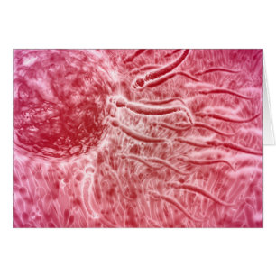 Spermien, die mit Cellia zu Ei reisen