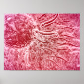 Spermien, die mit Cellia zu Ei reisen Poster (Vorne)