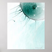 Spermien Düngen eines Ovums. Poster (Vorne)