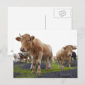 Sperre junger weißer Kühe im schottischen Feld Postkarte (Vorne/Hinten)