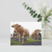 Sperre junger weißer Kühe im schottischen Feld Postkarte (Stehend Vorderseite)
