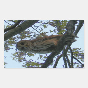 Sperrschale (Hoot Owl) Rechteckiger Aufkleber