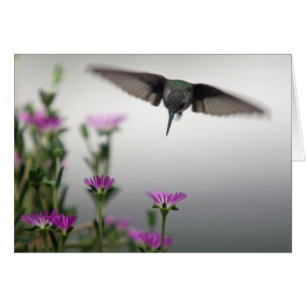 Spezielle Hummingbird-Karte
