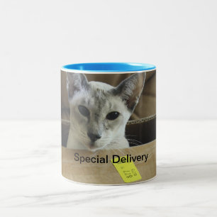 Spezielle Lieferungs-blaue mit Augen Katze in der Zweifarbige Tasse