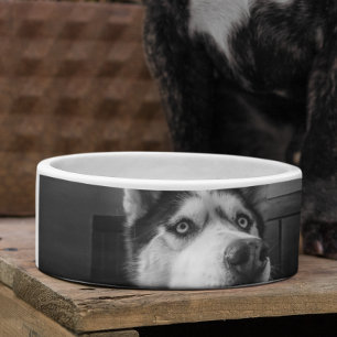 Spezielles Foto personalisierte Hundekatzen Napf