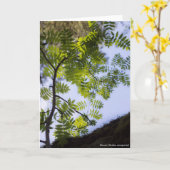 Spezies: Eberesche Karte (Gelbe Blume)