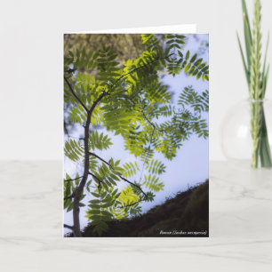 Spezies: Eberesche Karte