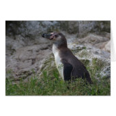 Spheniscus humboldti (Vorderseite (Horizontal))