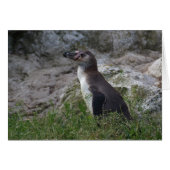 Spheniscus humboldti (Vorderseite (Horizontal))