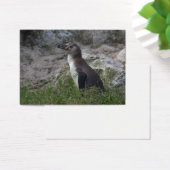 Spheniscus humboldti (Schreibtisch)