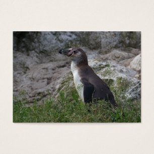 Spheniscus humboldti