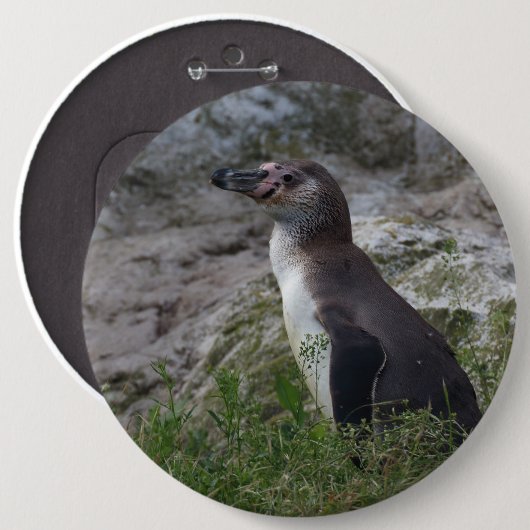Spheniscus humboldti button (Vorne & Hinten)