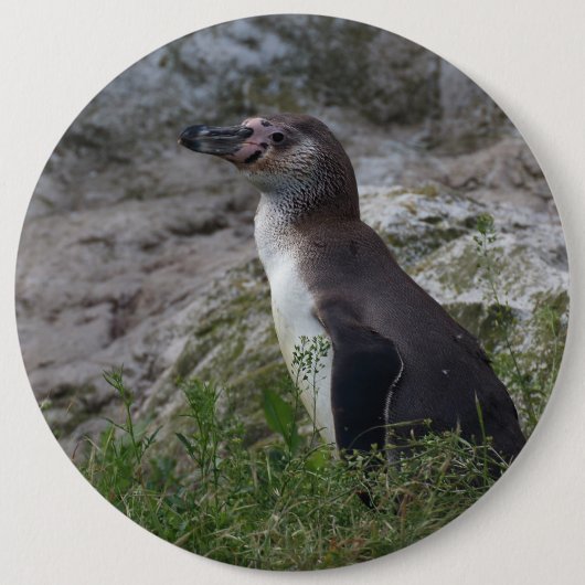 Spheniscus humboldti button (Vorderseite)