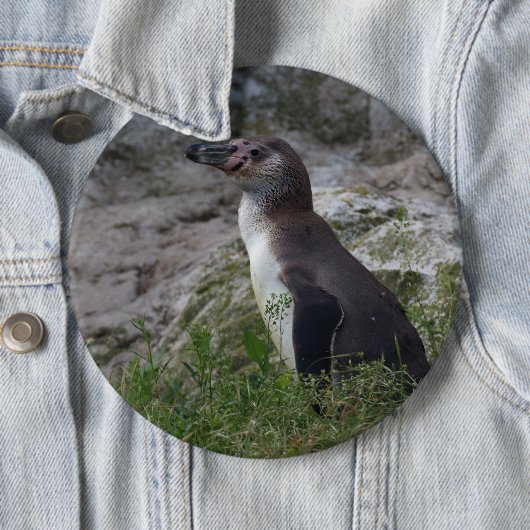 Spheniscus humboldti button (Beispiel)