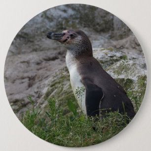 Spheniscus humboldti button