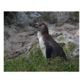 Spheniscus humboldti poster (Vorderseite)