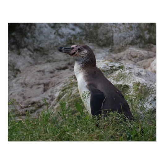Spheniscus humboldti poster (Vorderseite)