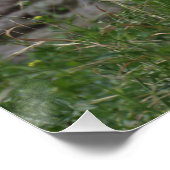 Spheniscus humboldti poster (Ecke)