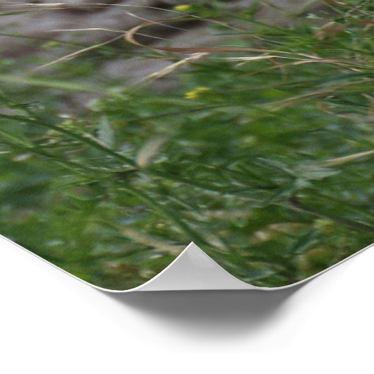 Spheniscus humboldti poster (Ecke)