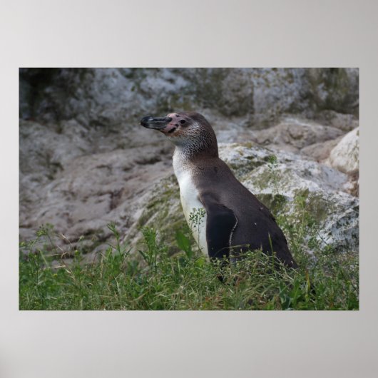 Spheniscus humboldti poster (Vorne)
