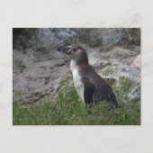 Spheniscus humboldti postkarte (Vorderseite)