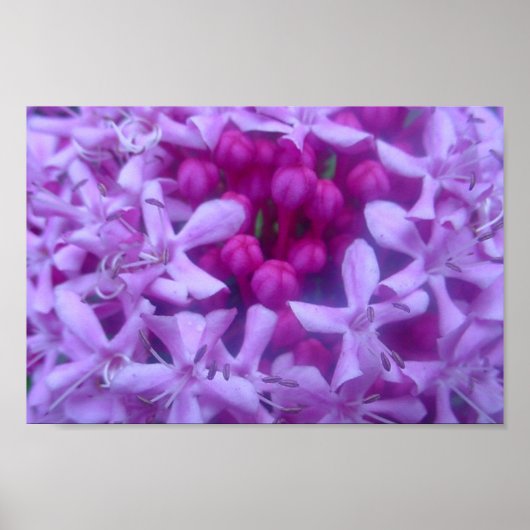 Sphere of Purple Poster (Vorne)