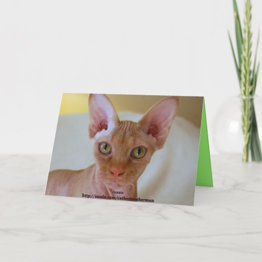 Sphinx Cat Holly Frohe Weihnachten (Rückseite)