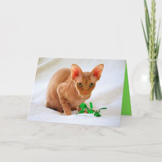 Sphinx Cat Holly Frohe Weihnachten (Vorderseite)