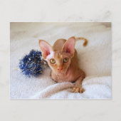 Sphinx Cat mit Blue Tinsel Postkarte (Vorderseite)