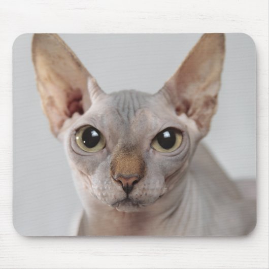Sphinx Katze Haustier niedliches, haarloses Gesich Mousepad (Vorne)