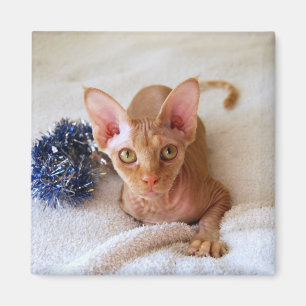 Sphinx-Katze mit blauem Tinsel-Magnet Magnet