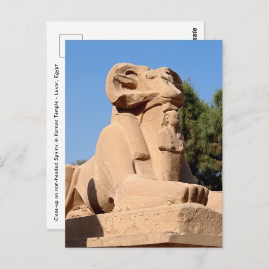 Sphinx mit Rammkopf im Tempel von Karnak - Ägypten Postkarte (Vorne/Hinten)