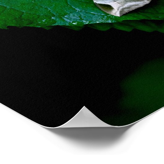 Sphinx Moth auf grüner Seite Poster (Ecke)