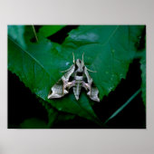 Sphinx Moth auf grüner Seite Poster (Vorne)