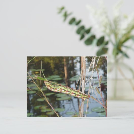Sphinx Moth Raupe über Ludwigia Postkarte (Stehend Vorderseite)
