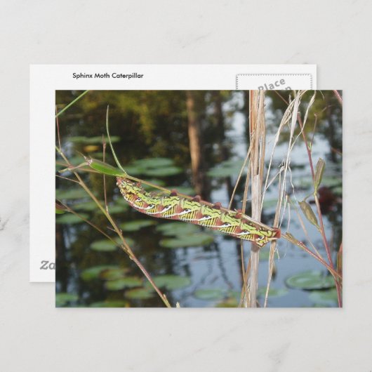 Sphinx Moth Raupe über Ludwigia Postkarte (Vorne/Hinten)