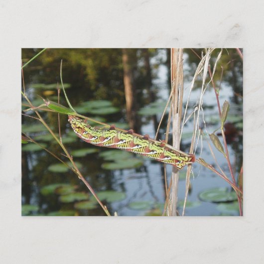 Sphinx Moth Raupe über Ludwigia Postkarte (Vorderseite)