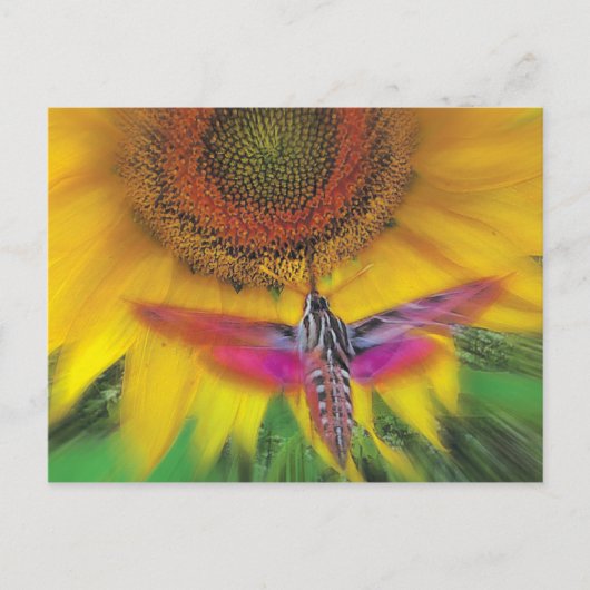 Sphinx Postkarte (Vorderseite)